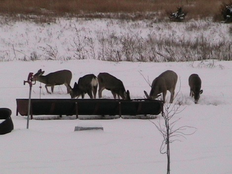 Deer in the front pasture